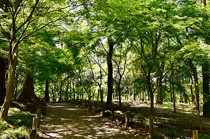 平林寺境内林